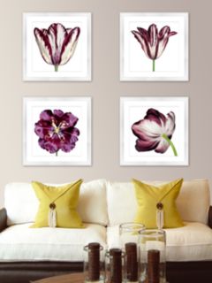 Burgundy Tulip 4 - Framed Print & Mount, 56 x 56cm, Burgundy