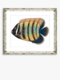 Brookpace Lascelles 'Tropical Fish 5' Framed Print & Mount, 36 x 46cm, Yellow/Multi