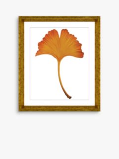 Ginkgo Leaf 4 - Framed Print & Mount, 56 x 46cm, Orange