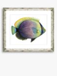 Tropical Fish 6 - Framed Print & Mount, 36 x 46cm, Purple/Yellow