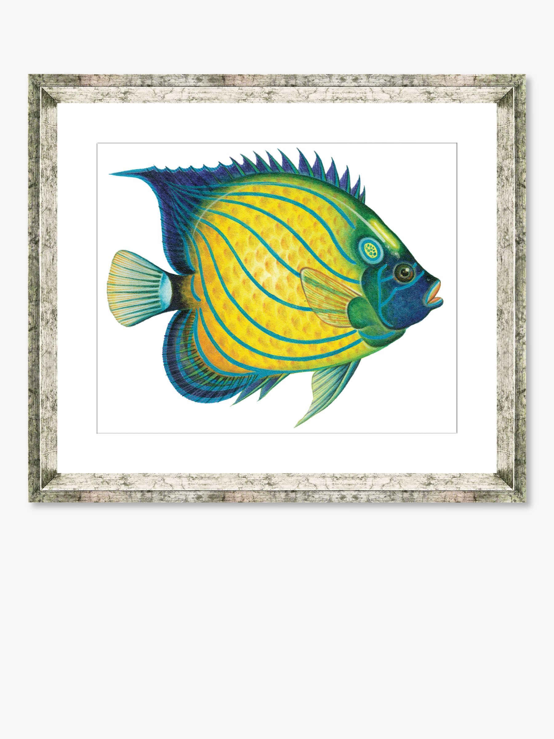 Tropical Fish 4 Framed Print Mount 36 X 46cm Yellow Blue