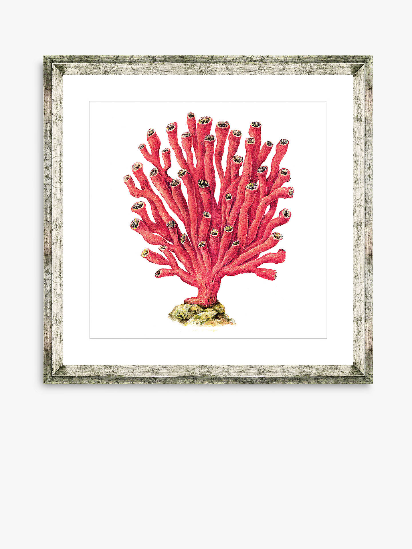 Red Coral 6 - Framed Print & Mount, 46 x 46cm, Red at John Lewis & Partners