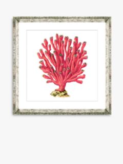 Red Coral 6 - Framed Print & Mount, 46 x 46cm, Red