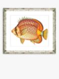 Tropical Fish 1 - Framed Print & Mount, 36 x 46cm, Orange