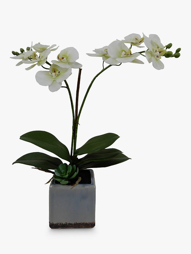 John Lewis & Partners Artificial Orchid in Ceramic Planter