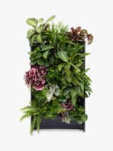 The Little Botanical 20 Indoor House Plants Living Wall