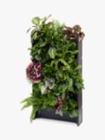 The Little Botanical 20 Indoor House Plants Living Wall