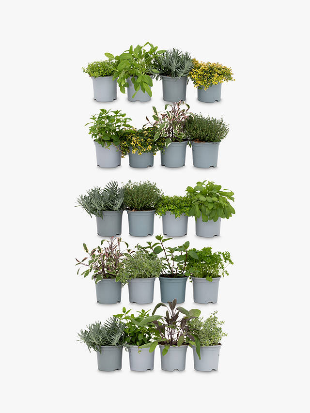 The Little Botanical 20 Herbs Living Wall