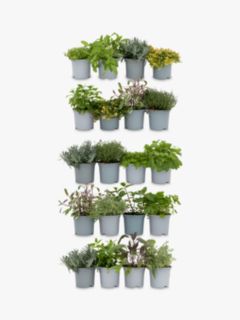 The Little Botanical 20 Herbs Living Wall