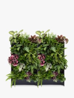 The Little Botanical 40 Indoor House Plants Living Wall