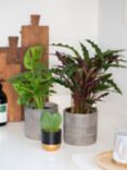 The Little Botanical Gift of Green Plants