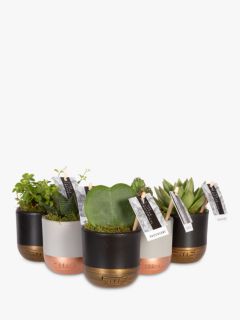 The Little Botanical Plant Shelfie Set