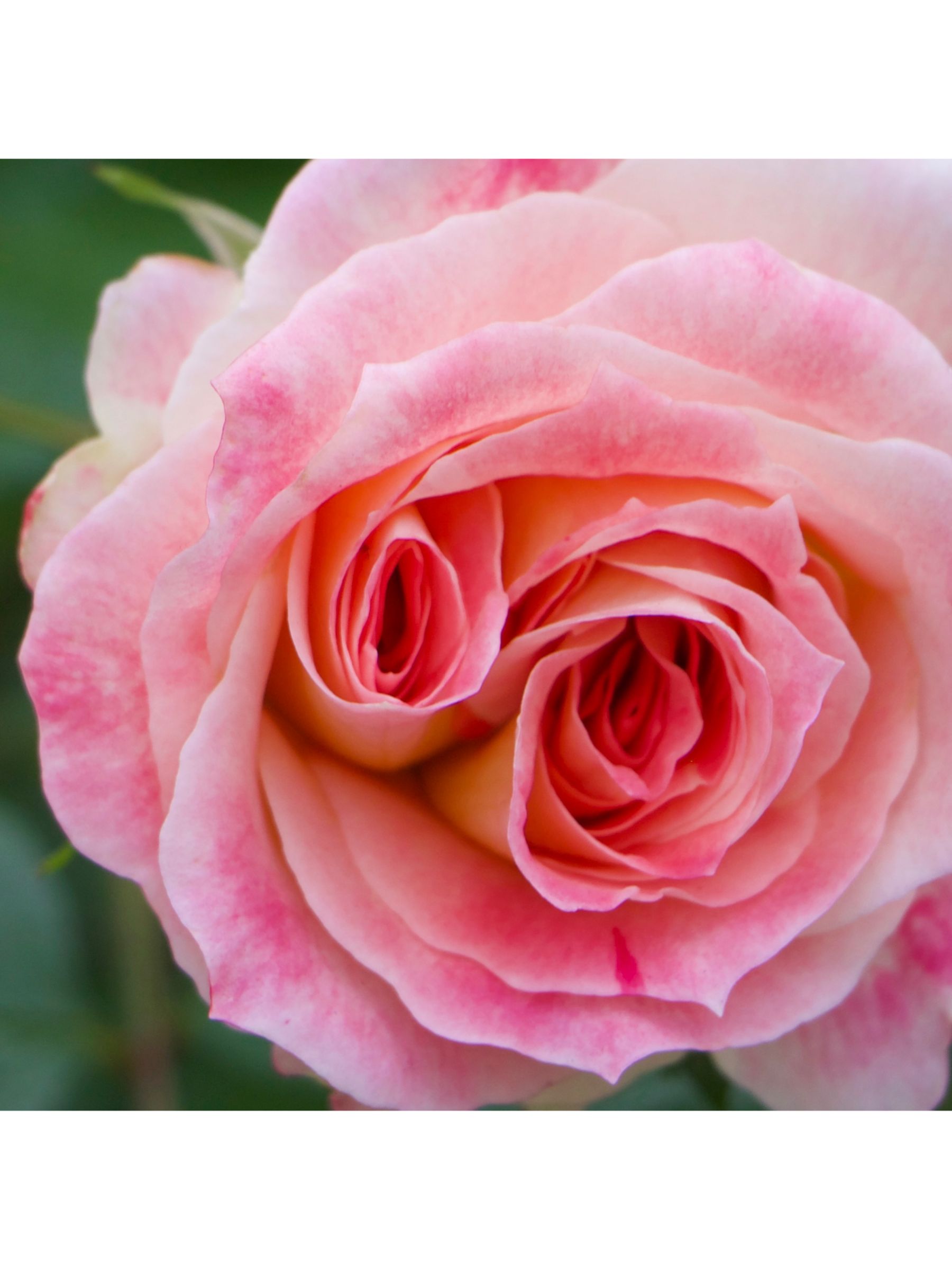 Maison Crivelli Rose SaltifOlia Eau de Parfum, 100ml