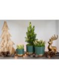 The Little Botanical Mini Tree & Succulent Plant Gift Set