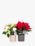 The Little Botanical Poinsettia Duo Gift Set