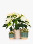 The Little Botanical White Poinsettia Plant Set