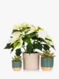 The Little Botanical White Poinsettia Plant Set