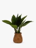 John Lewis Artificial Banana Leaf Plant in Ceramic Basket