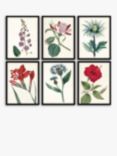 Garden Botanicals - Framed Prints, Set of 6, 42 x 32cm, Multi