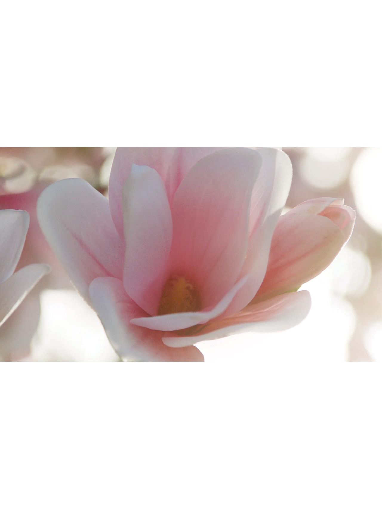 Estée Lauder Beautiful Magnolia Eau de Parfum, 30ml 4