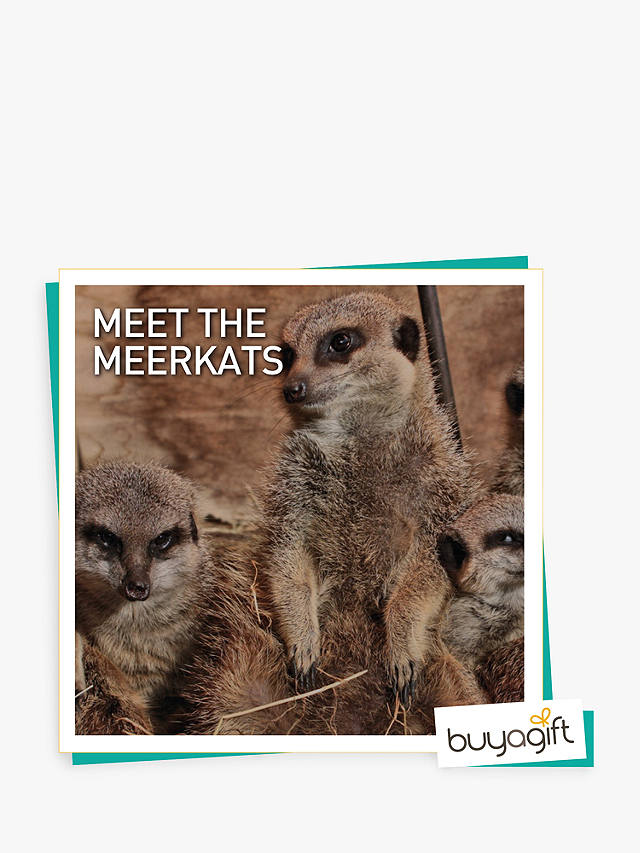 Buyagift Meet the Meerkats Gift Experience