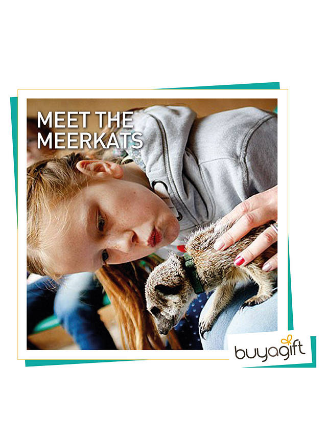 Buyagift Meet the Meerkats Gift Experience