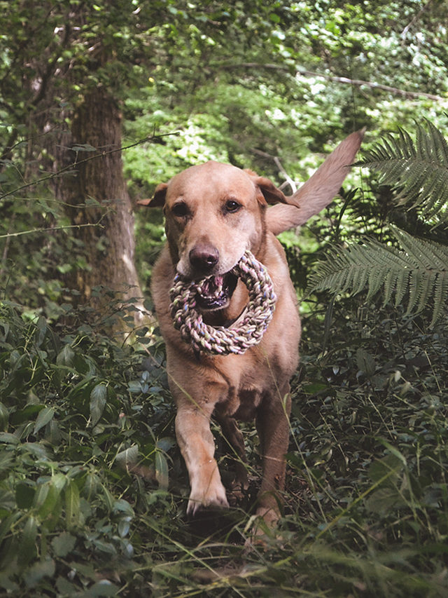 Beco Pets Hemp Rope Jungle Ring Tough Dog Toy