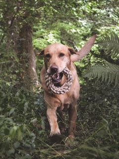 Beco Pets Hemp Rope Jungle Ring Tough Dog Toy