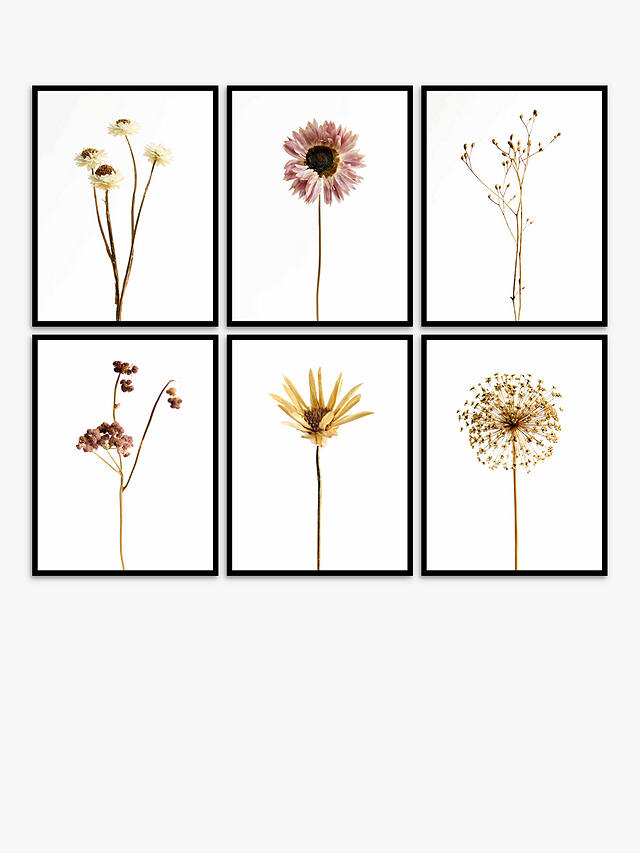Modern Botanicals Framed Prints, Set of 6, 42 x 32cm, Multi