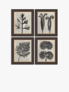 Karl Blossfeldt - 'Botanicals' Framed Prints, Set of 4, 37 x 31cm, Grey