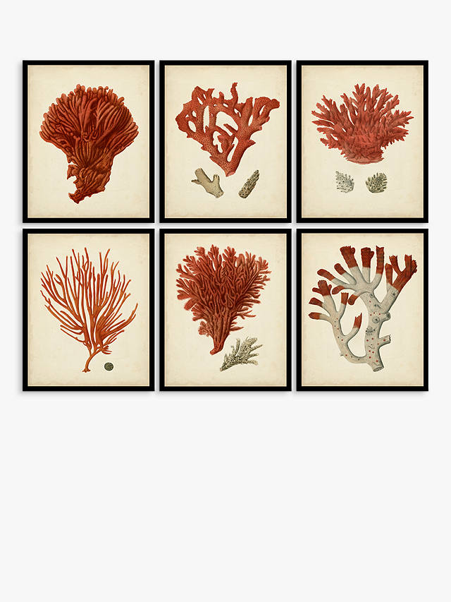 Red Coral - Framed Print & Mount, Set of 6, 32 x 26cm, Red