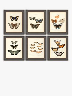 Butterflies Framed Prints, Set of 6, 37 x 31cm, Multi