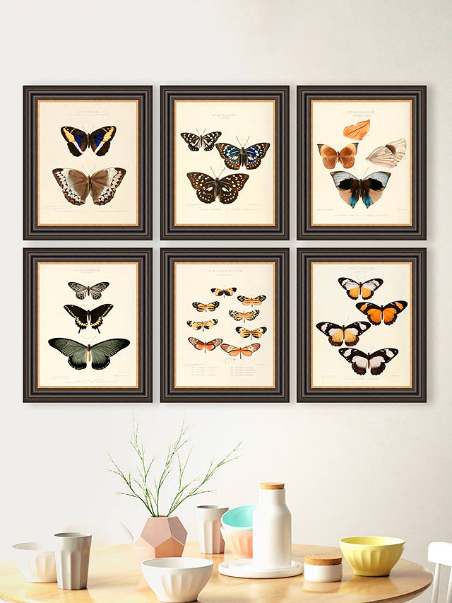 Butterflies Framed Prints, Set of 6, 37 x 31cm, Multi