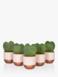 The Little Botanical Bundle of Hearts Succulent Plants