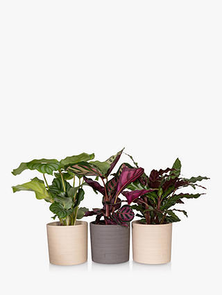 The Little Botanical Calathea Plant Trio