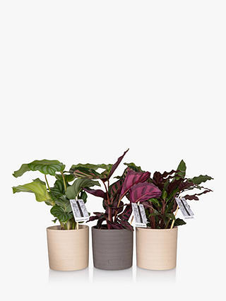 The Little Botanical Calathea Plant Trio