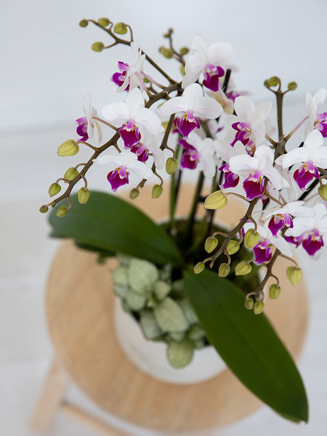 The Little Botanical Marble Orchid & Greenery Planter