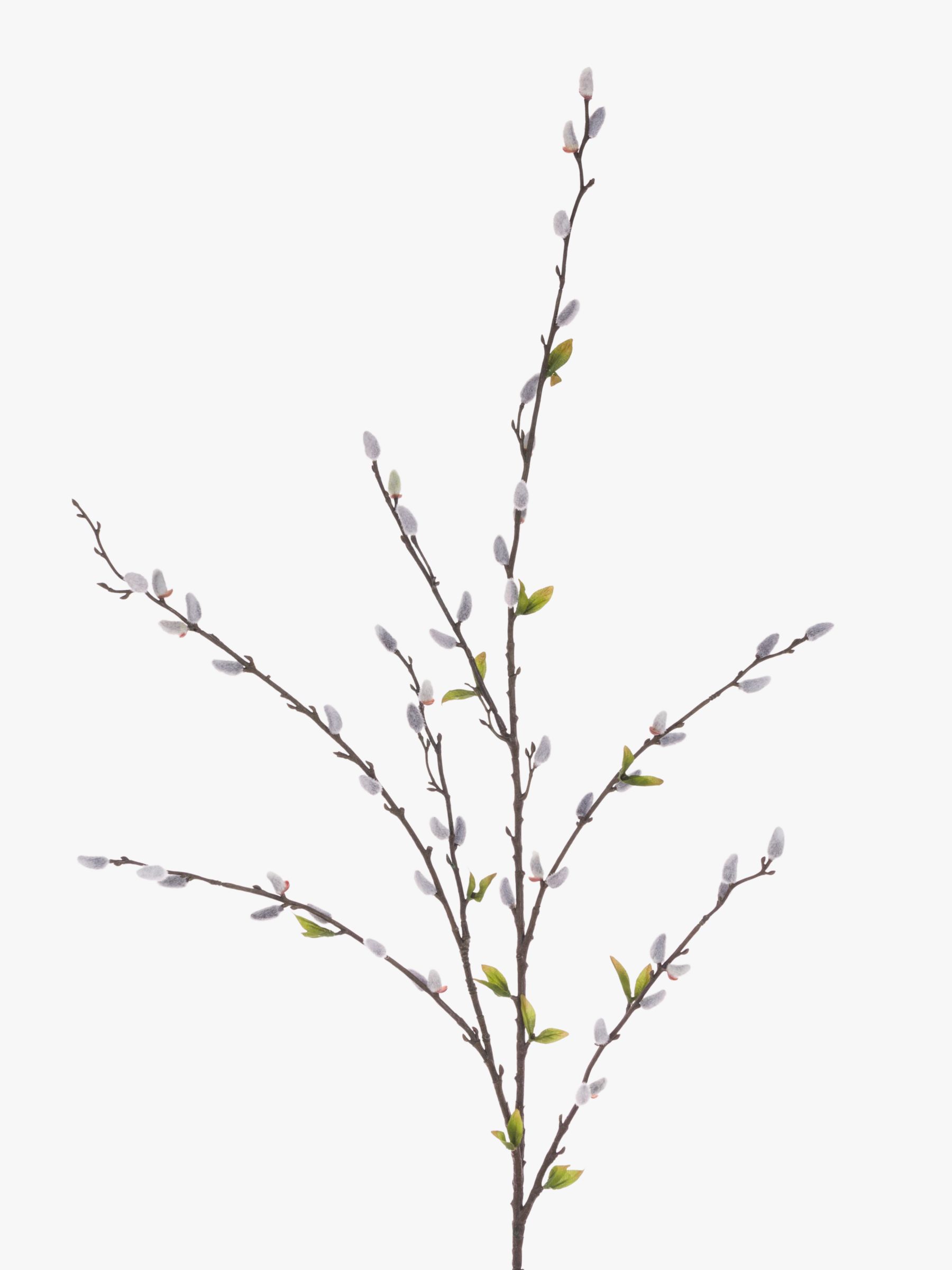 Beautiful blooming pussy willow branches in vase on white background Stock  Photo
