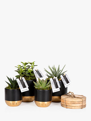 The Little Botanical Succulents & Plant Coasters