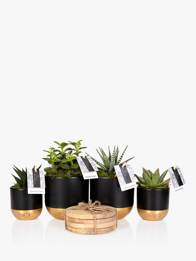 The Little Botanical Succulents & Plant Coasters