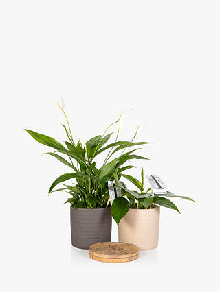 The Little Botanical Houseplant & Coaster Set