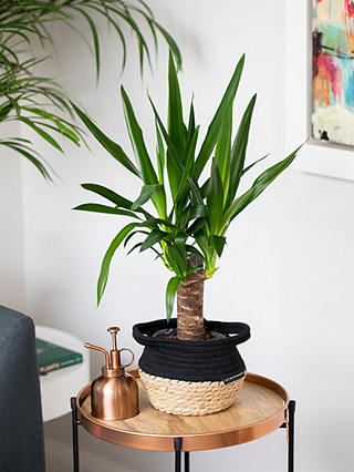 The Little Botanical Tropical Plant Basket Set