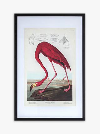 John James Audubon - 'American Flamingo' Framed Print & Mount, 91 x 61cm, Pink