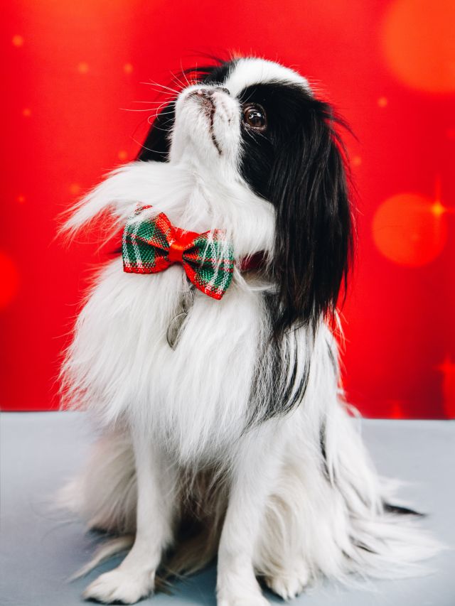 Talking bow tie for shop dogs