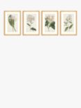 Antique Botanicals - Framed Print & Mount, Set of 4, 63.5 x 43.5cm, Green/Multi