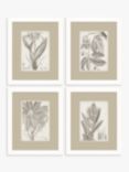 John Lewis Vision Studio 'Sepia Exotic Plants' Framed Print, Set of 4, 57 x 47cm, Neutral