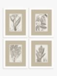 Vision Studio - 'Sepia Exotic Plants' Framed Print, Set of 4, 57 x 47cm, Neutral