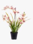 Floralsilk Artificial Orchid in Black Pot
