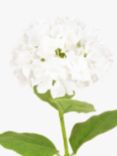Floralsilk Artificial French Hydrangea, White