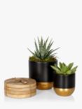 The Little Botanical Succulent Duo & Coaster Set, Black